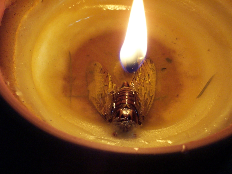 Cicala da illuminazione