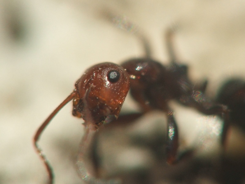 l'occhio di una formica