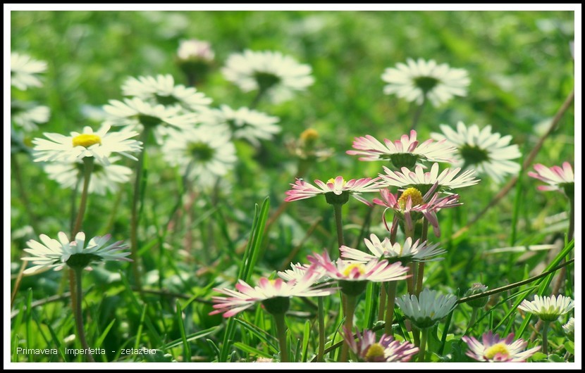 Primavera Imperfetta
