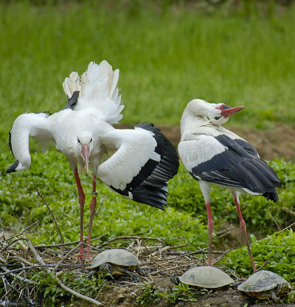 Guarda MoV� Cesira...ci spiano....!!!