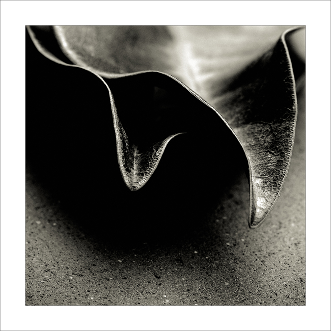 Foglie, Studio 2, Montecalvoli, 2006.