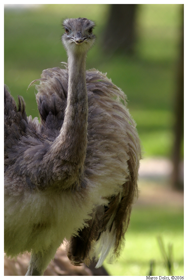 struzzo africano 2