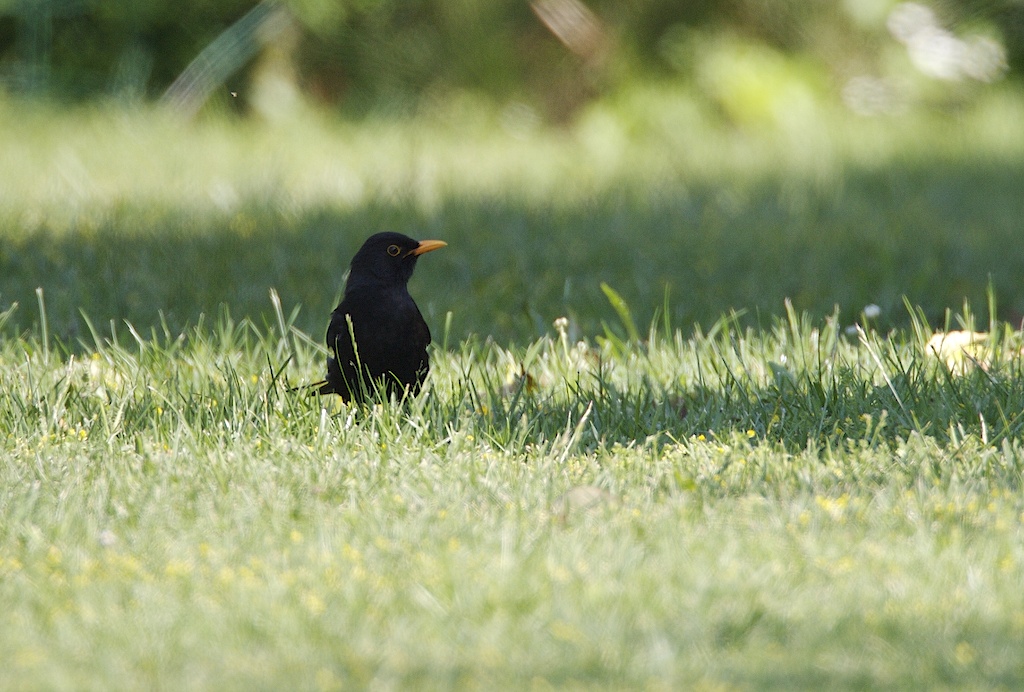 credo sia un merlo ?