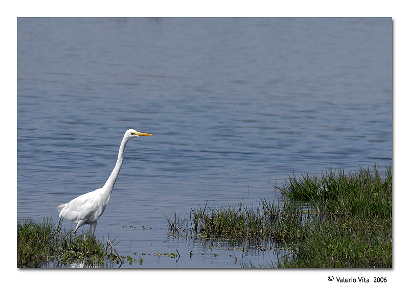 Airone Bianco Maggiore