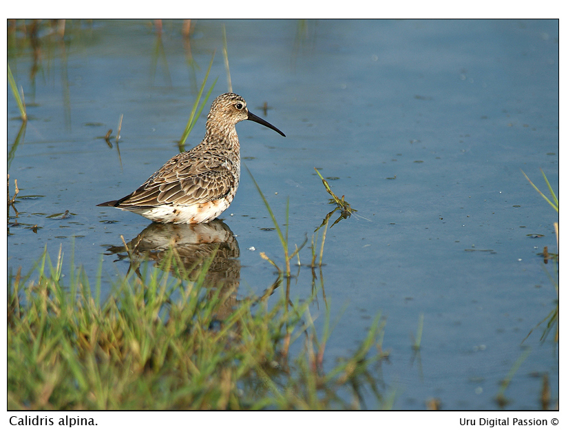 Piovanello pancianera