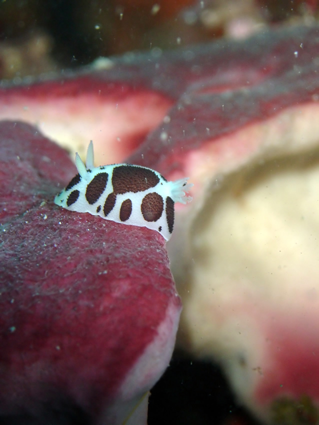 Vacchetta al pascolo