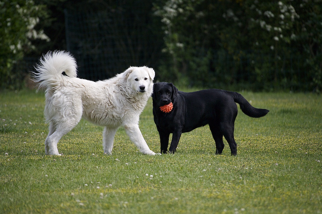 una puntina di colore