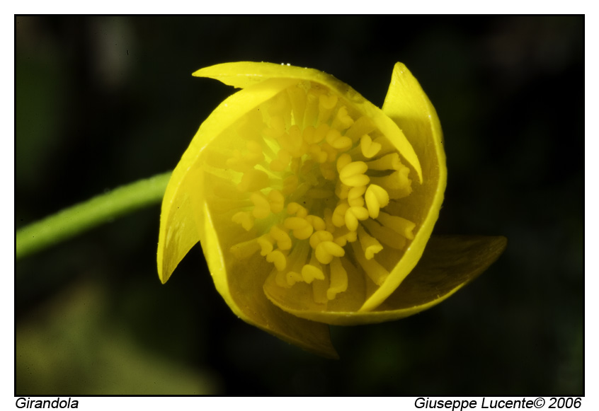 girandola