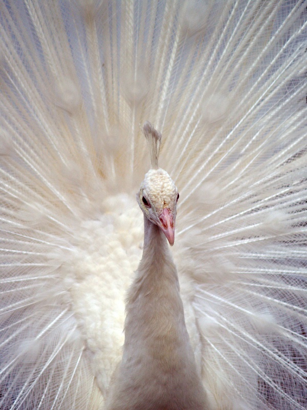 White Peacock ...
