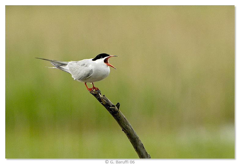 Un altra sterna comune