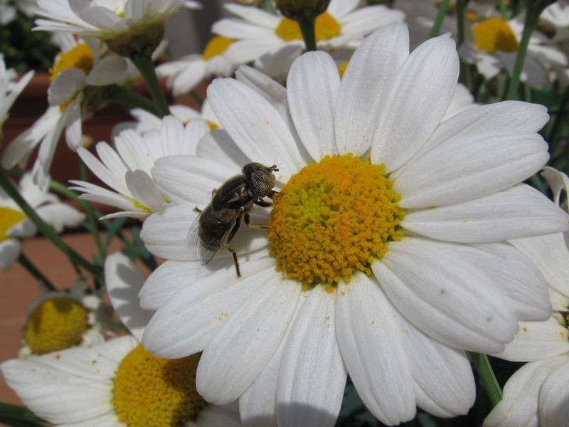 Insetto sulla margherita