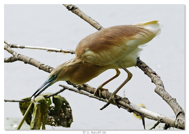 Visto che la Sgarza tira...