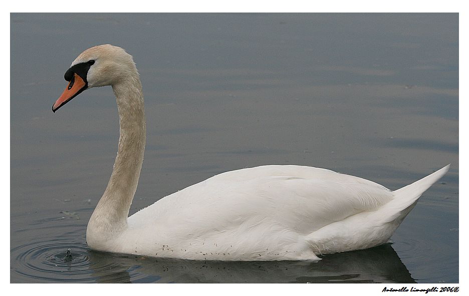 Che noia.....questo raffreddore