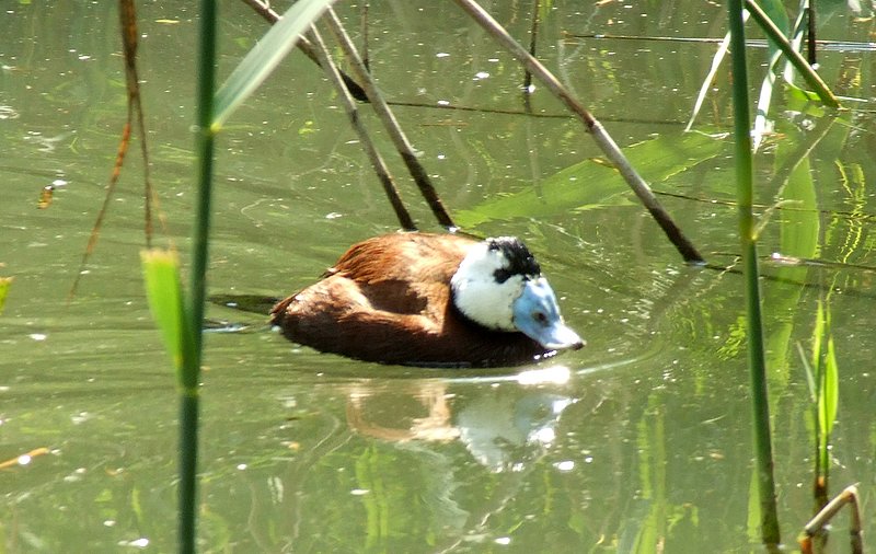 Reportage nell'oasi LIPU di Racconigi.