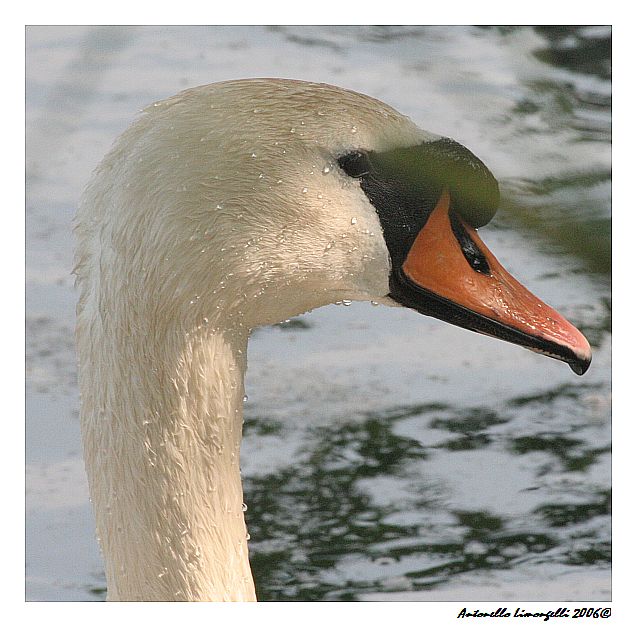 Stai attento.....mordo