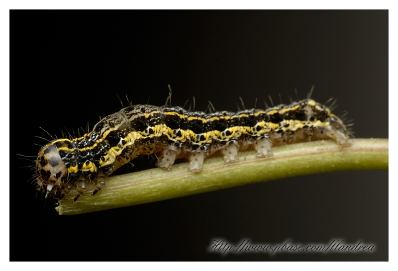 Caterpillar