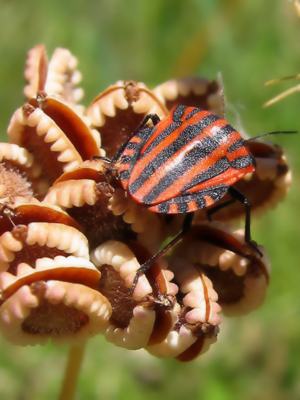 Cimice milanista sull'albero delle dentiere