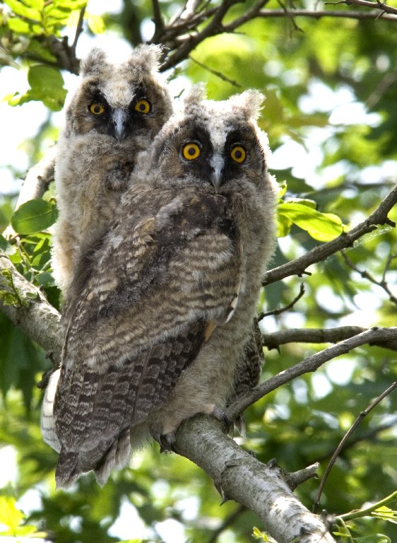Gufetti in attesa del cibo