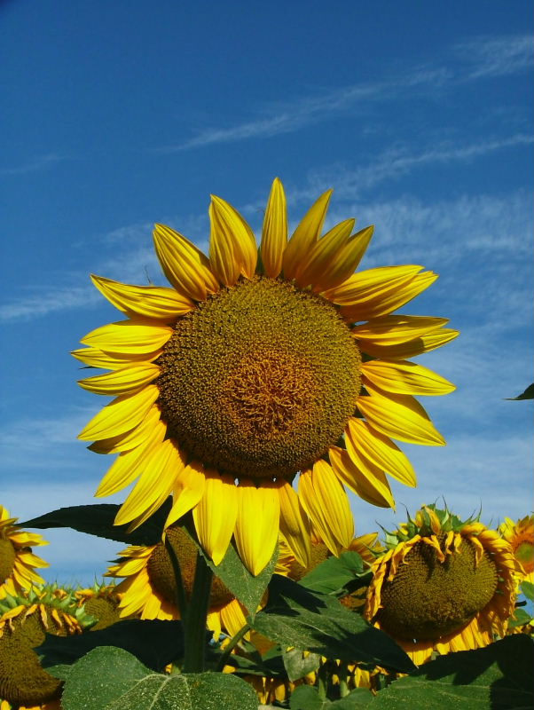 Girasole