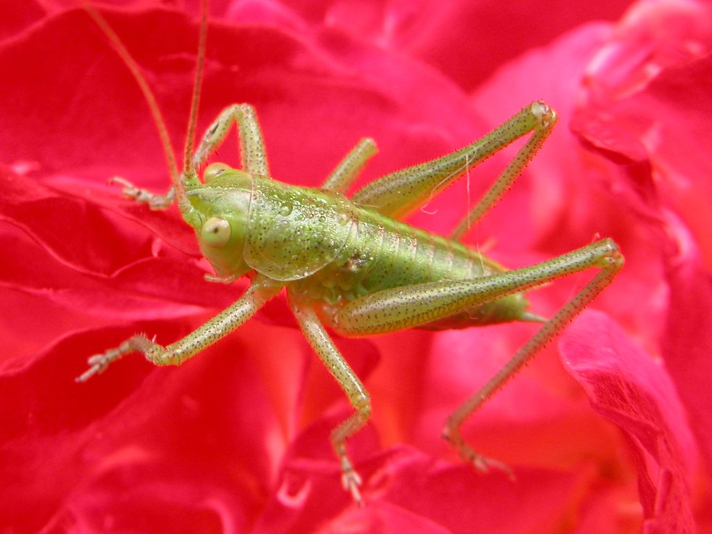 Cavalletta su rosa