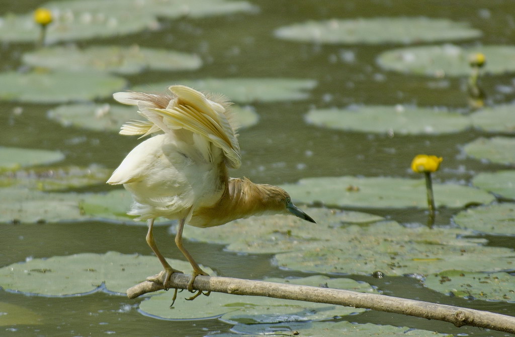 Can...Can...al Moulin Rouge