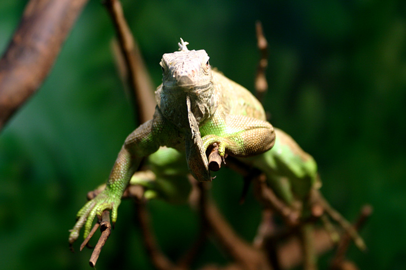 Iguana