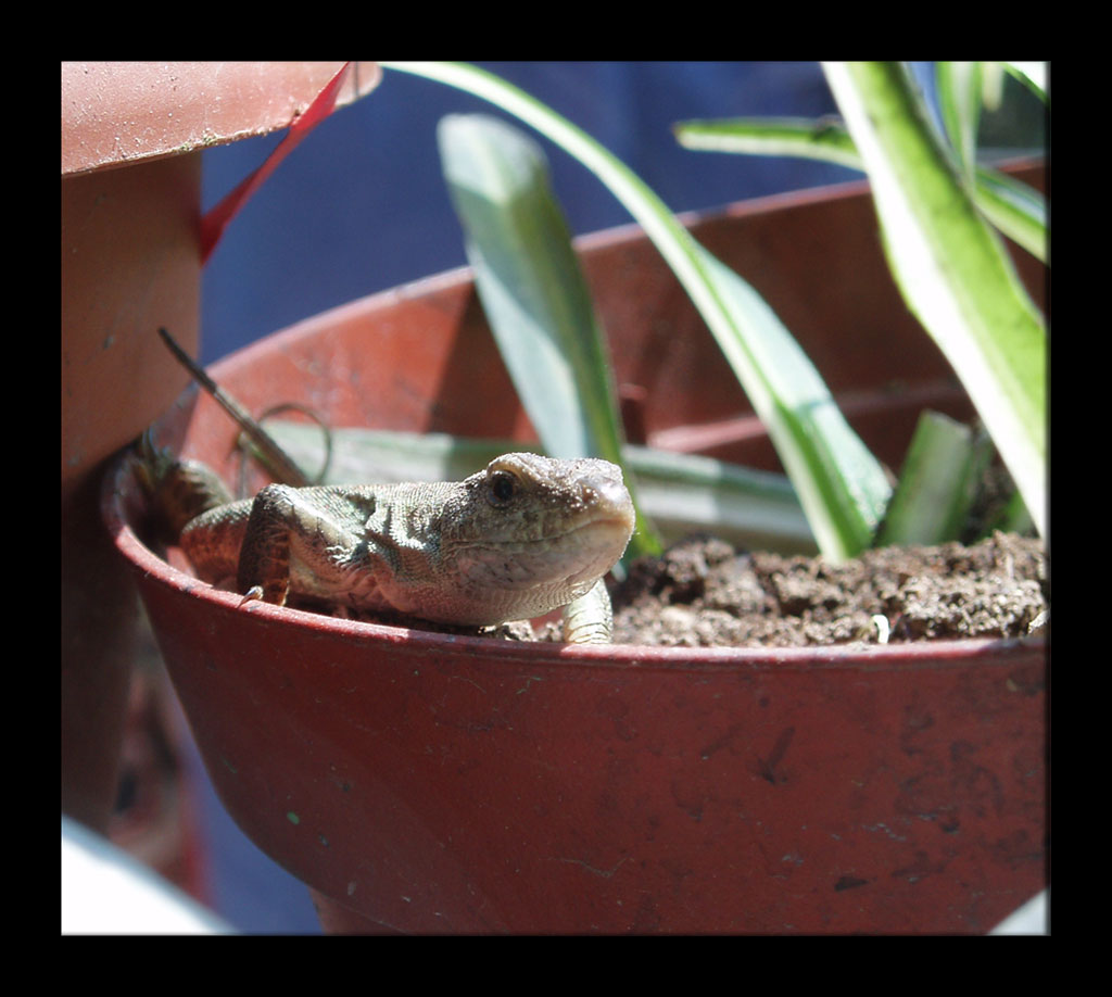 Dinosauro sul davanzale