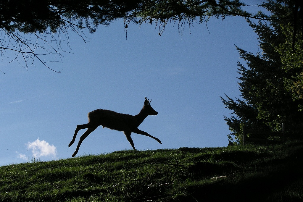 capriolo in controluce