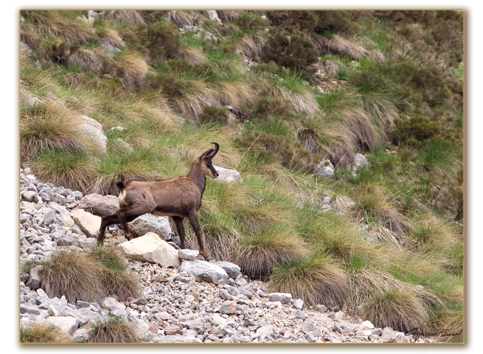 Camoscio monte Stivo