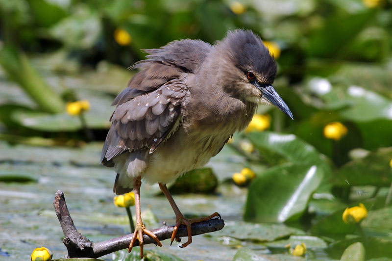 nitticora giovane-001