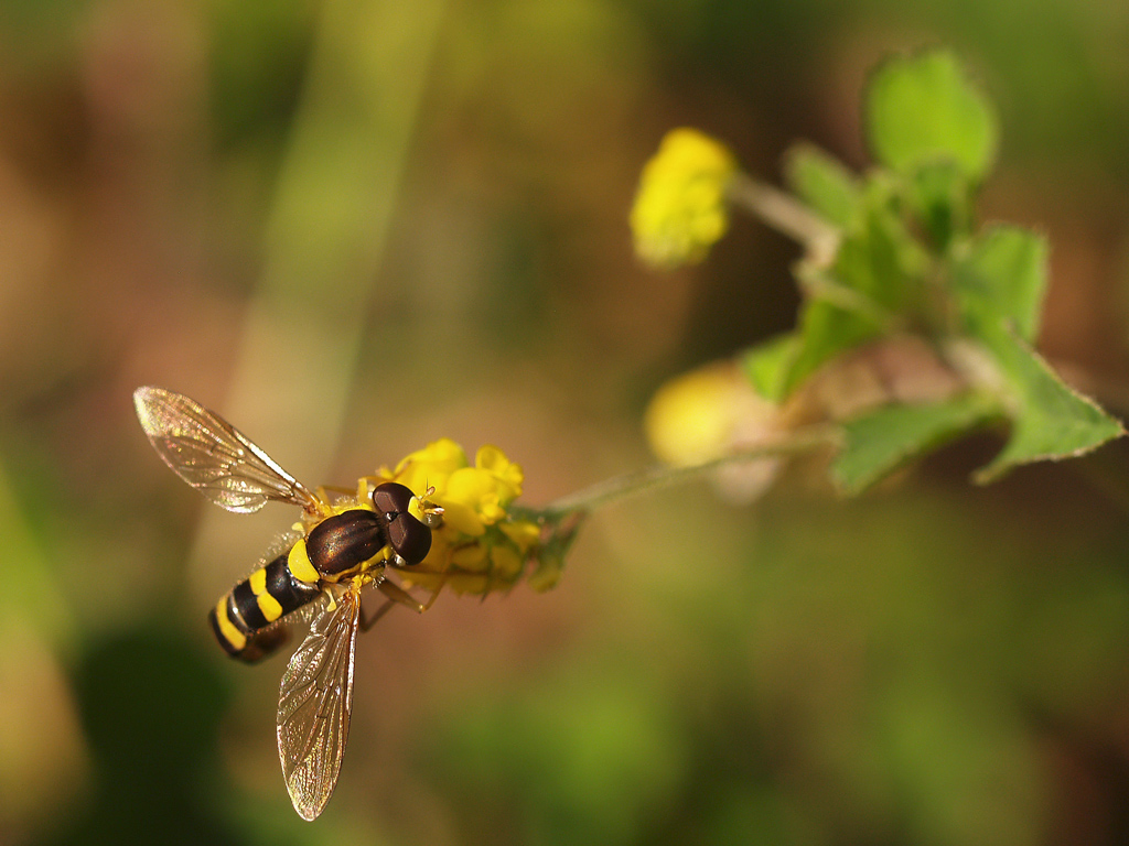 Dittero (Conops quadrifasciatus?)