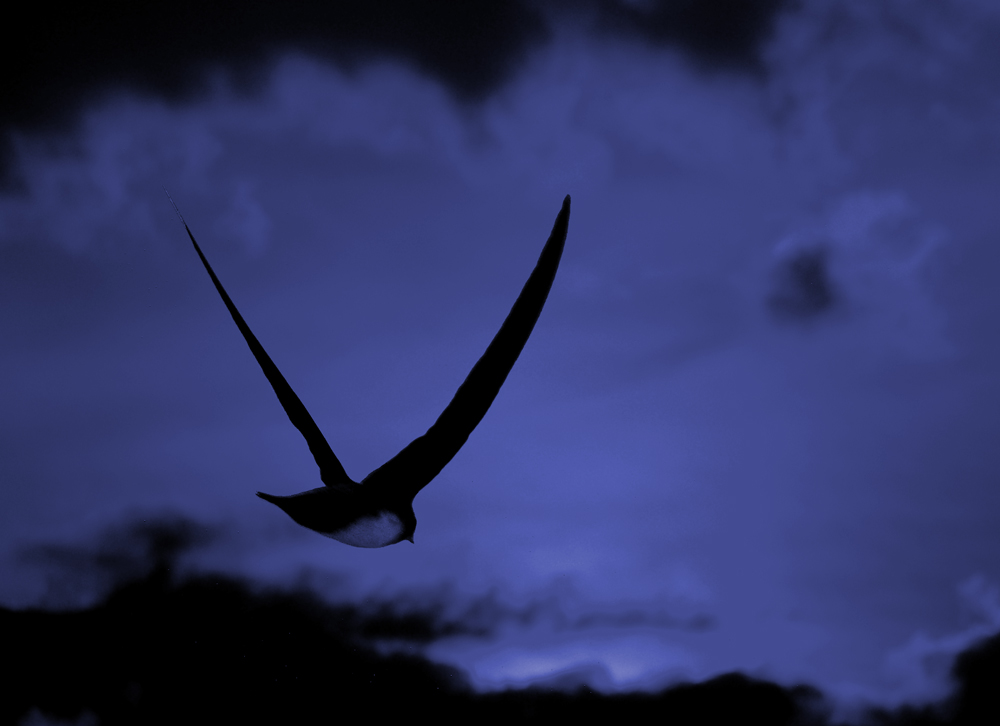 La foto impossibile!