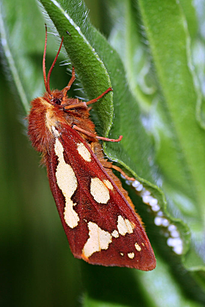 Durante la deposizione