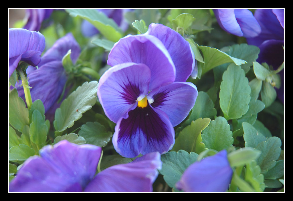 La versione originale