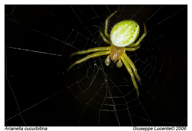 Arianella cucurbitina