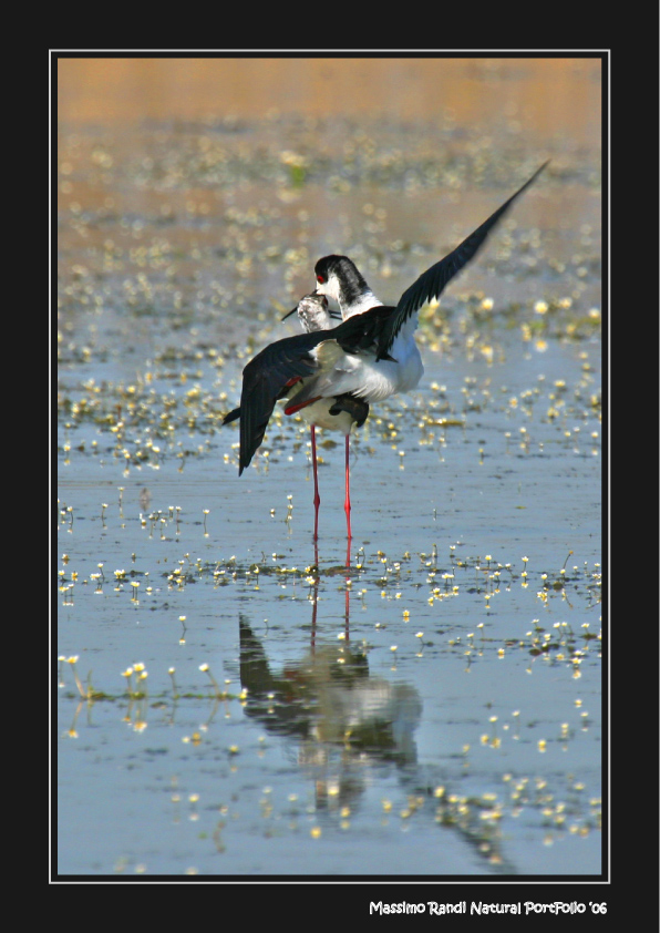 Cavalieri d'Italia 01/03 - (sequenza)