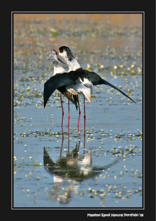 Cavalieri d'Italia 02/03 - (sequenza)