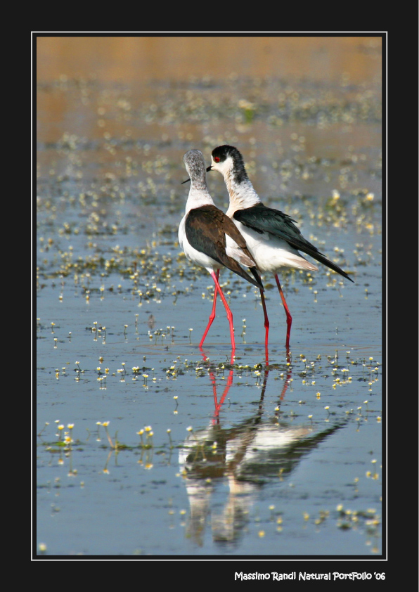 Cavalieri d'Italia 03/03 - (sequenza)