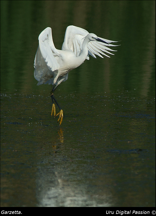 In punta di piedi...