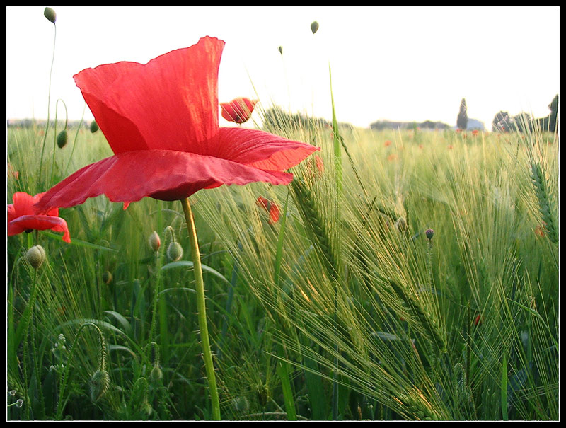 papaveri e spighe