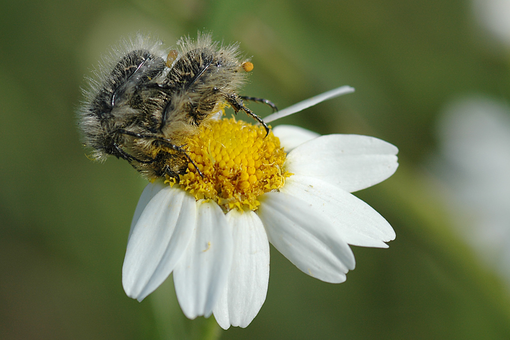 coleotteri in accoppiamento