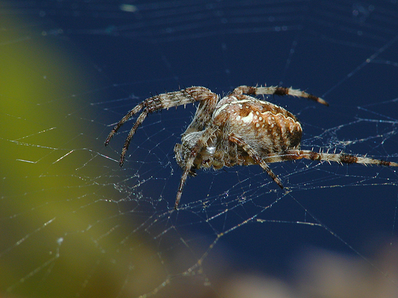 Ragno nel blu