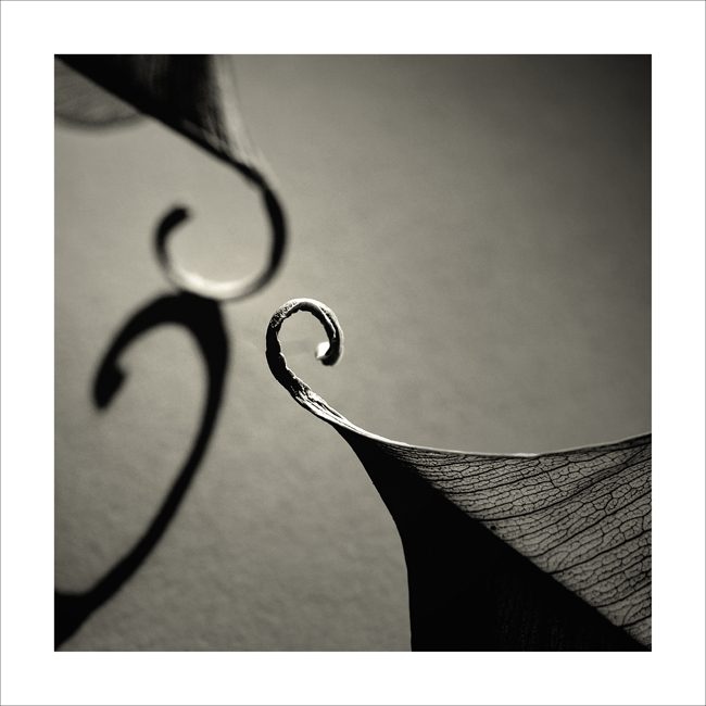 Foglie, Studio 4, Montecalvoli, 2006.