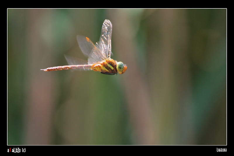 Libellula in volo..