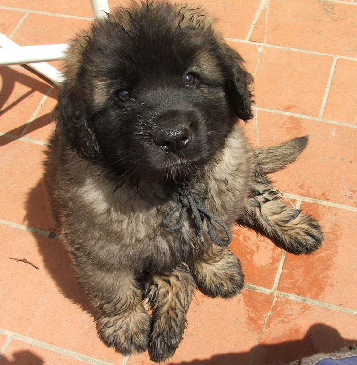 mi passi l'asciugamano?