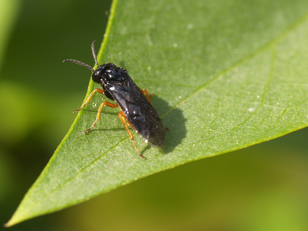 Sull'orlo del baratro