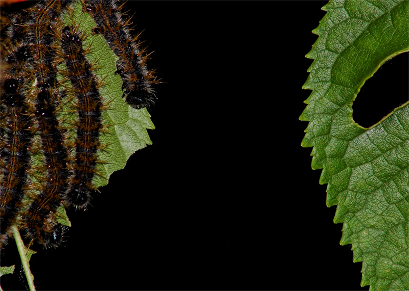 in cerca di una bella foglia