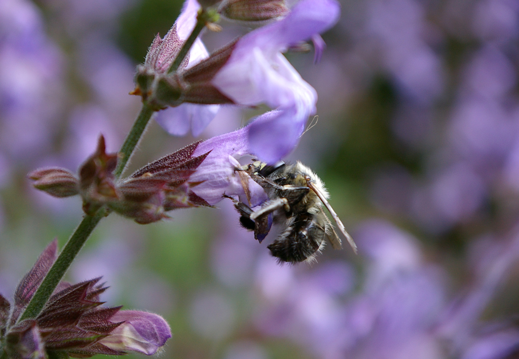 Ape su fiori di salvia