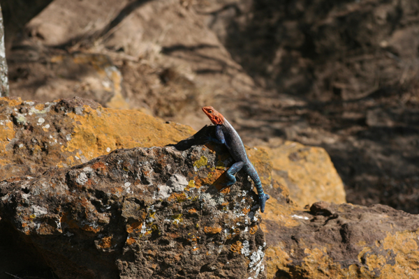 Dinosaur from Nakuru