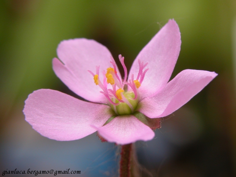 Fiore di Drosera Aliciae
